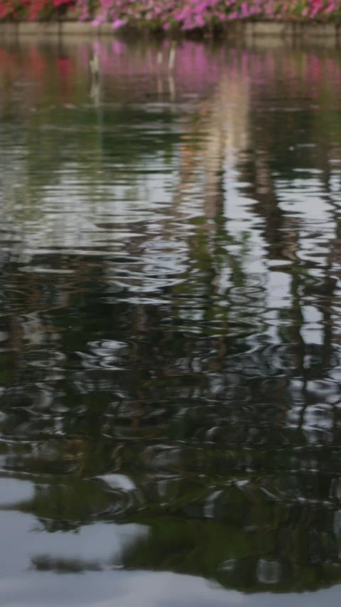 Tree branches and leaves hanging over rippling green water surface Stock Footage 325420382