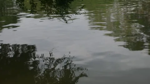 Tree branches and leaves hanging over rippling green water surface Stock Footage 325965811