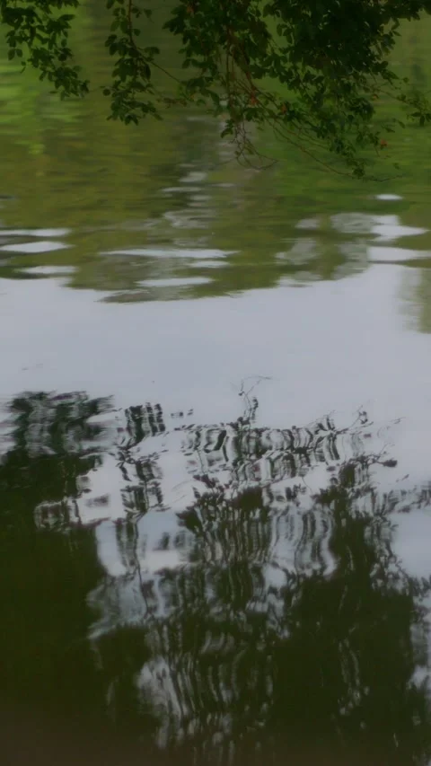 Tree branches and leaves hanging over rippling green water surface Stock Footage 325965834