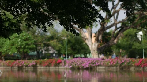 Tree branches and leaves hanging over rippling green water surface Stock Footage 326576817