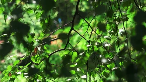 Tree branches and leaves moving in the wind Video stock 130900463