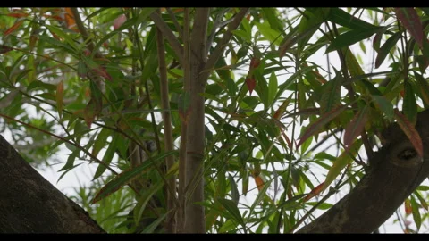 Tree Branches and Leaves Moving in Light Wind Stock Footage 331517283