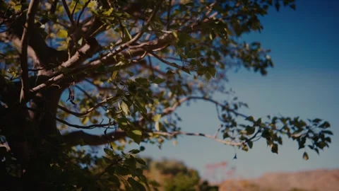 Tree branches and leaves moving in wind under blue sky Stock Footage 335241852