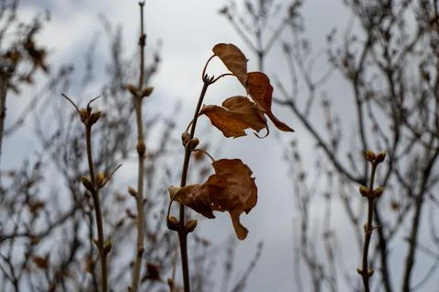 Tree with Branches and Leaves Stock Photos