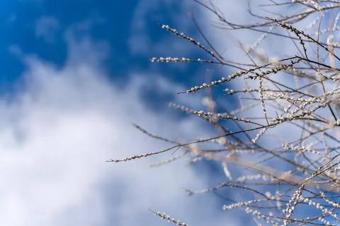 A tree with branches and leaves Stock Photos