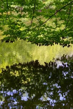 Tree branches and leaves reflected in a pond Stock Photos