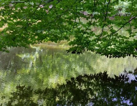 Tree branches and leaves reflected in a pond Stock Photos