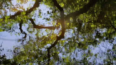 Tree branches and leaves reflecting on rippling water surface Stock Footage 337736747