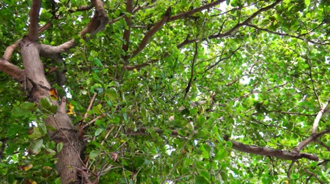 Tree Branches and Leaves Rotational Stock Footage 27925596