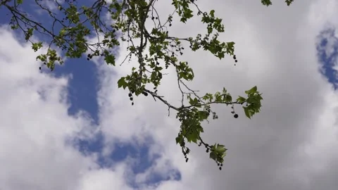 Tree branches and leaves, slow motion Stock-Footage 234239548