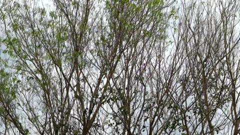 Tree branches and leaves sway against the white sky Stock Footage 291601637