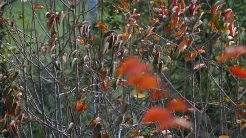 Tree branches and leaves waving in the strong wind on a sunny autumn day Stock-Footage 263489845