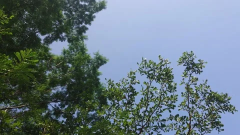 Tree branches and leaves in the wind 32432 動画素材 204719668