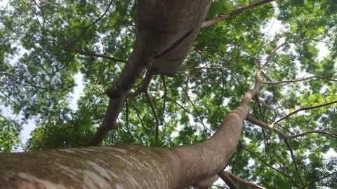 Tree branches and leaves in the wind 654 動画素材 204719785