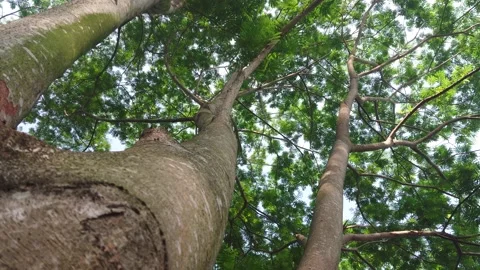 Tree branches and leaves in the wind 532 動画素材 204719795