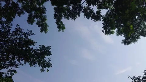 Tree branches and leaves in the wind 953 動画素材 204719801