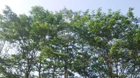 Tree branches and leaves in the wind 853 動画素材 204720808