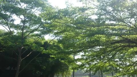 Tree branches and leaves in the wind 5462 動画素材 204720810