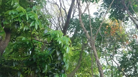 Tree branches and leaves in the wind 743 動画素材 204720832