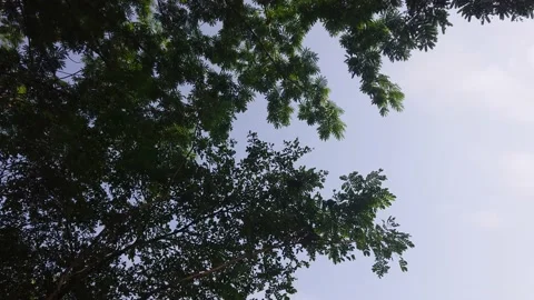 Tree branches and leaves in the wind 432 動画素材 204720876