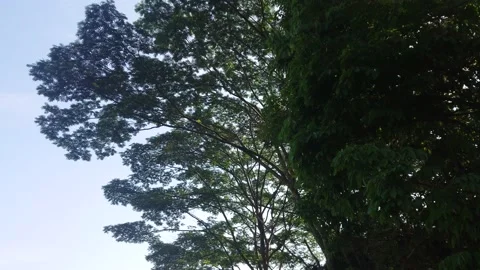 Tree branches and leaves in the wind 8321 動画素材 204720905