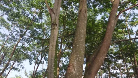 Tree branches and leaves in the wind 5432 動画素材 204721353