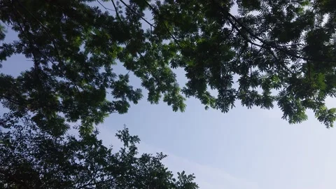 Tree branches and leaves in the wind 67784 動画素材 204721365