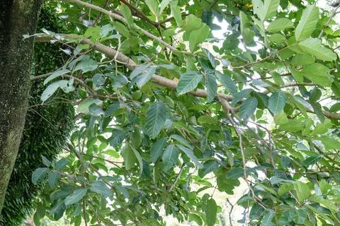 Tree Branches and Lush Green Foliage from the Ground Stock Photos