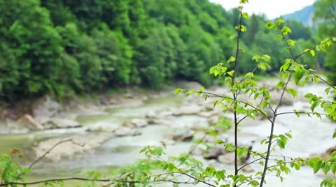 Tree Branches And Mountain River In Defocus Stock Footage 11882278