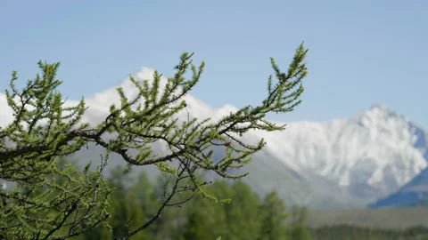Tree branches and mountains Stock Footage 196747462
