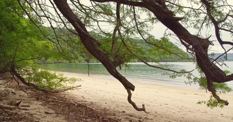 Tree branches and the ocean. Costa Rica. Red Digital cinema.  Stock Footage 82462125