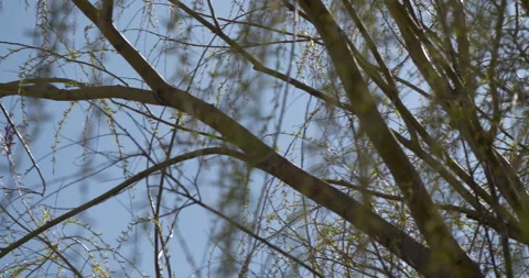 Tree Branches and Orange Water Tower 4K 23.98 Pan Left Stock Footage 132525264