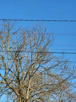 Tree branches and power lines against blue sky Stock Photos