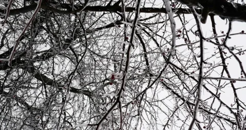 Tree branches and red berries covered in a coating of ice Video stock 153532483
