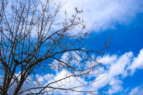Tree Branches and Sky Stock Photos
