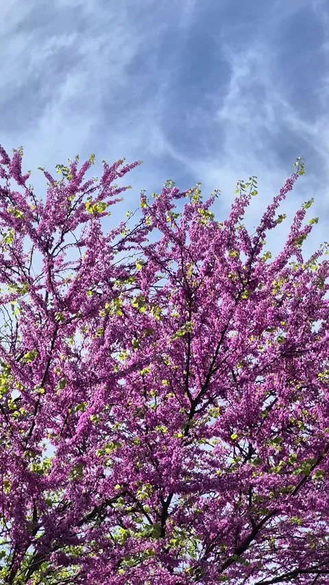 Tree branches and sky Vertical Stock Footage 307504518