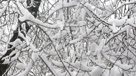 Tree branches and snow Stock Footage 265786330