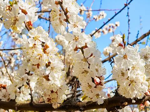 Tree branches and spring white fruit flowers Stock Photos