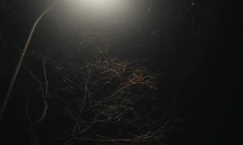Tree Branches and Streetlight Glow on a Quiet Night Street in Paris Stock Footage 305243045