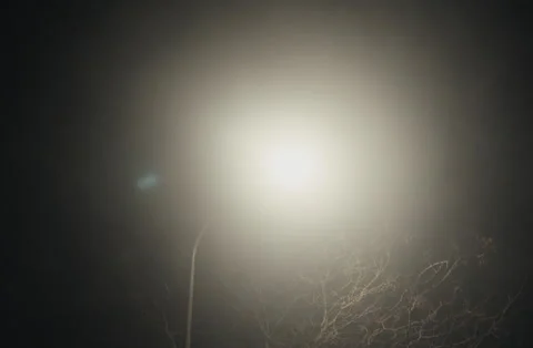 Tree Branches and Streetlight Glow on a Quiet Night Street in Paris Stock Footage 305243192