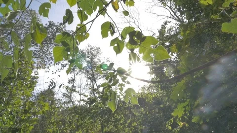 Tree branches and sun in fall Stock Footage 114246974