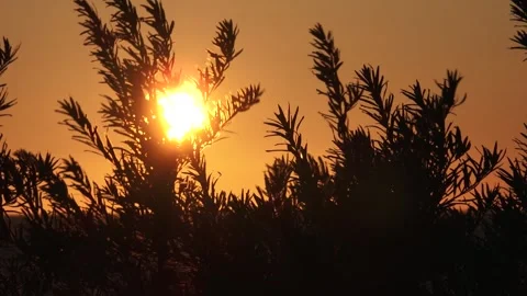 Tree branches and sunset in the background Stock Footage 159485872