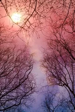 Tree branches and sunset in springtime Stock Photos