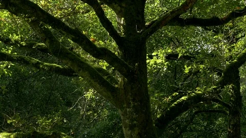 Tree branches and thick vegetation Stock Footage 73890217