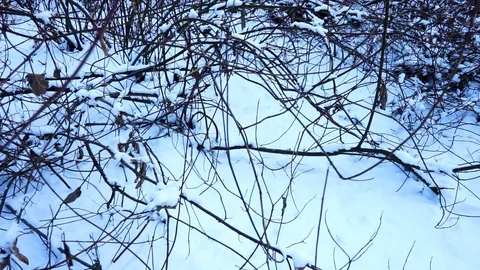 Tree branches and tree trunks under the snow on the ground. Stock Footage 99046676