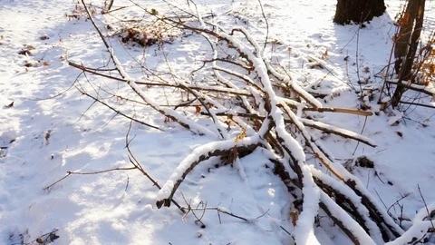Tree branches and tree trunks under the snow on the ground. Stock Footage 99046678