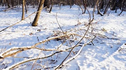 Tree branches and tree trunks under the snow on the ground. Stock Footage 99046693