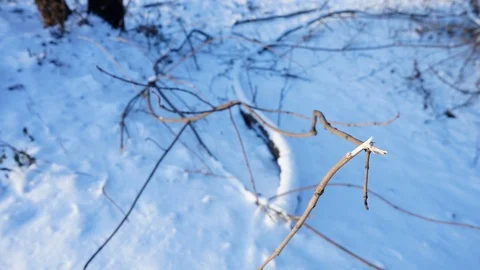 Tree branches and tree trunks under the snow on the ground. Stock Footage 99046697