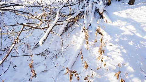 Tree branches and tree trunks under the snow on the ground. Stock Footage 99046708