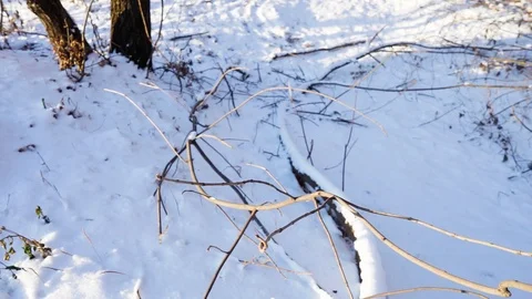 Tree branches and tree trunks under the snow on the ground. Stock Footage 99046720
